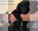 Small #3 Golden Retriever-Schnauzer (Giant) Mix