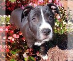 Small Photo #20 American Staffordshire Terrier-Unknown Mix Puppy For Sale in Holly Springs, NC, USA
