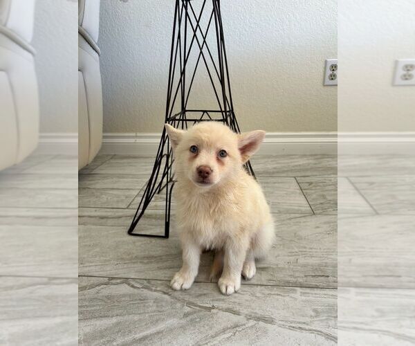 Medium Photo #9 Pomsky Puppy For Sale in PORTERVILLE, CA, USA