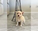Small #8 Pomsky
