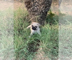 Pug Puppy for sale in FRESNO, CA, USA