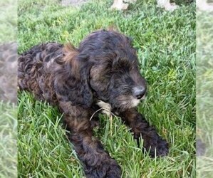 Cavapoo (Miniature) Puppy for sale in CAYUGA, NY, USA
