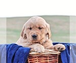 Small Photo #1 Golden Retriever Puppy For Sale in WAYNESBORO, PA, USA