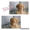 Small Photo #1 Dogue de Bordeaux Puppy For Sale in VENICE, FL, USA