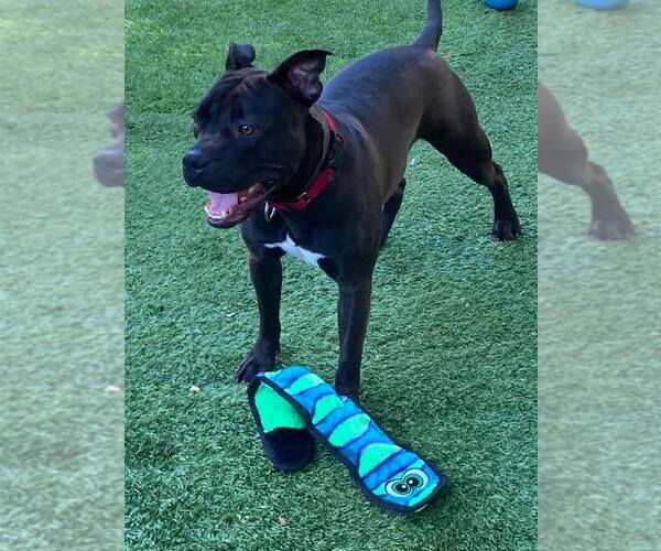 Medium Photo #45 American Pit Bull Terrier-Unknown Mix Puppy For Sale in Pompano Beach , FL, USA