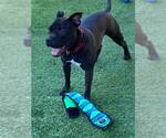 Small #44 American Pit Bull Terrier Mix