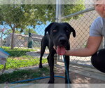 Small #4 Labrador Retriever Mix
