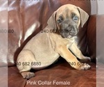 Small Photo #7 Cane Corso Puppy For Sale in LA PLATA, MD, USA