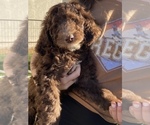 Small #17 Goldendoodle-Poodle (Standard) Mix