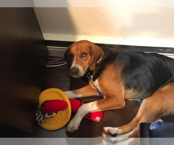 Medium Photo #11 Mutt Puppy For Sale in Woodbury, NY, USA