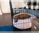 Small #4 Labrador Retriever Mix