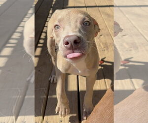 American Pit Bull Terrier-Unknown Mix Dogs for adoption in Wetumpka, AL, USA