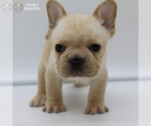 French Bulldog Puppy for sale in NEW YORK, NY, USA