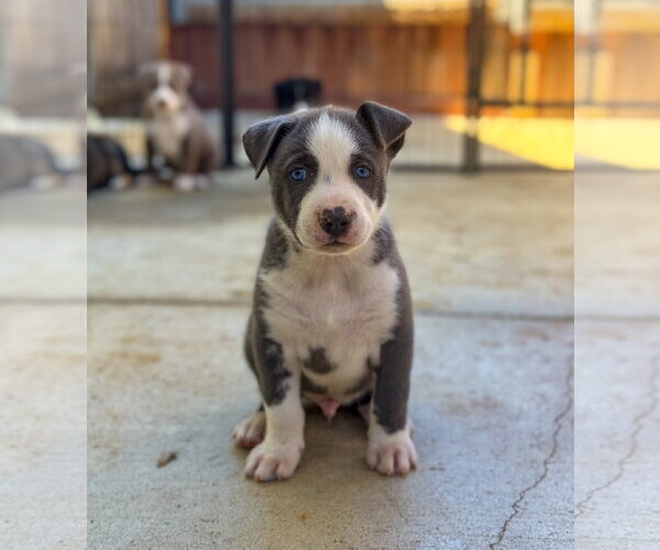 Medium Photo #3 Labrador Retriever-Unknown Mix Puppy For Sale in San Diego, CA, USA