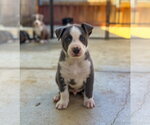 Small #2 Labrador Retriever Mix