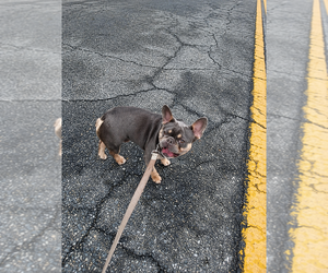 French Bulldog Puppy for sale in SALISBURY, MD, USA