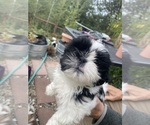 Puppy Puppy 2 Picasso Shih Tzu
