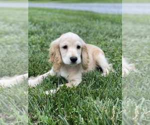 Cocker Spaniel Puppy for sale in CANOGA, NY, USA