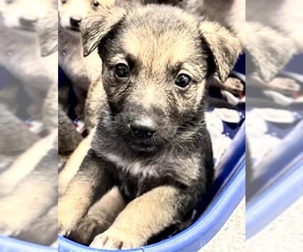 Medium Photo #2 Shepradors Puppy For Sale in Houston, TX, USA
