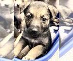 Small #1 Shepradors