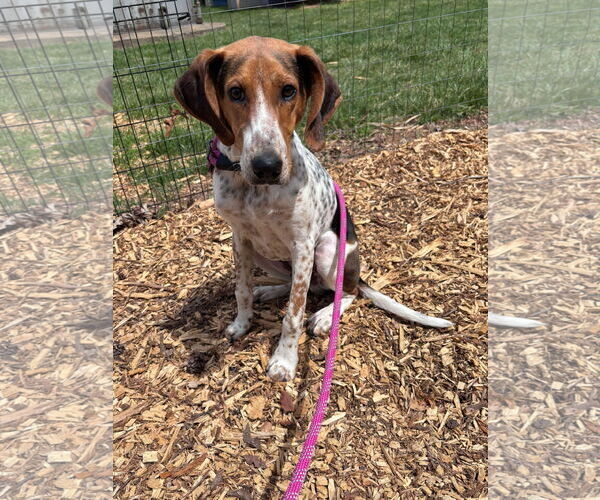 Medium Photo #2 Mutt Puppy For Sale in Rustburg, VA, USA