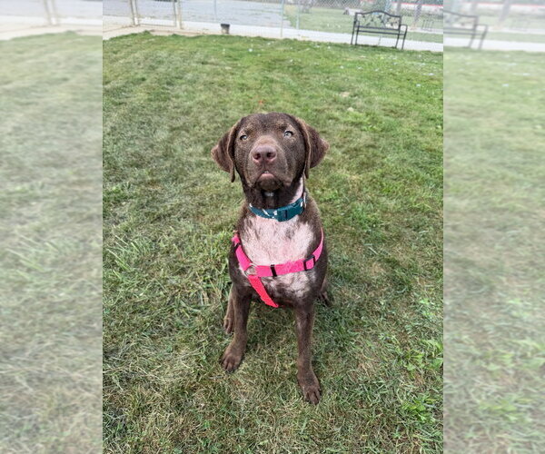 Medium Photo #3 Chesapeake Bay Retriever-Unknown Mix Puppy For Sale in Pierceton , IN, USA