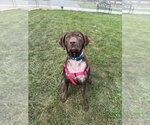 Small #2 Chesapeake Bay Retriever Mix