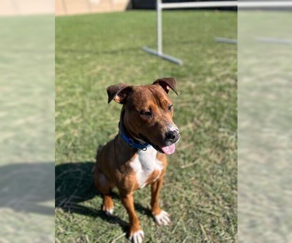 Medium Photo #3 Boxer-Unknown Mix Puppy For Sale in Richmond, IN, USA