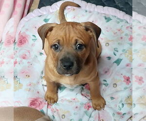 Boxer-Unknown Mix Dogs for adoption in Sanford, FL, USA