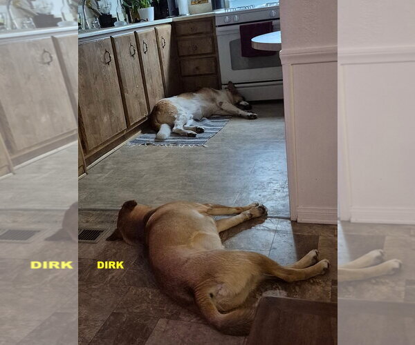 Medium Photo #6 Black Mouth Cur-Unknown Mix Puppy For Sale in Woodland Hills, CA, USA