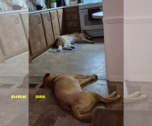 DIRK - Male Black Mouth Cur-Unknown Mix Dog for Adoption - Photo #6