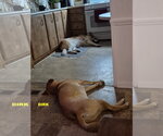 Small Photo #6 Black Mouth Cur-Unknown Mix Puppy For Sale in Woodland Hills, CA, USA