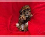 Small #3 Shorkie Tzu