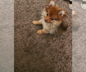 Pomeranian Puppy for sale in SAINT LOUIS, MO, USA
