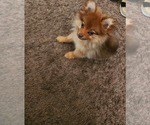 Small Pomeranian
