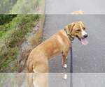 Small Photo #5 Labrador Retriever-Unknown Mix Puppy For Sale in Sebec, ME, USA