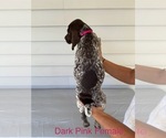 Small #3 German Shorthaired Pointer