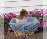 Small Photo #13 Shetland Sheepdog Puppy For Sale in ATHENS, WI, USA