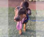 Small #3 Doberman Pinscher