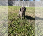 Small Photo #5 German Shorthaired Pointer Puppy For Sale in ELIZABETH CITY, NC, USA