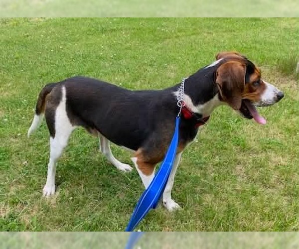 Medium Photo #8 Treeing Walker Coonhound Puppy For Sale in Monterey, VA, USA