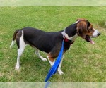 Small #7 Treeing Walker Coonhound