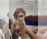 Puppy Blondie Cock-A-Poo