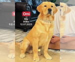 Small #2 Golden Retriever
