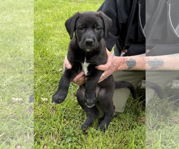 Medium Photo #5 Labrador Retriever-Unknown Mix Puppy For Sale in Stevens Point, WI, USA