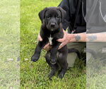 Small #4 Labrador Retriever Mix