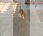 Small #4 Mutt