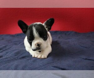 French Bulldog Puppy for sale in CORAL GABLES, FL, USA