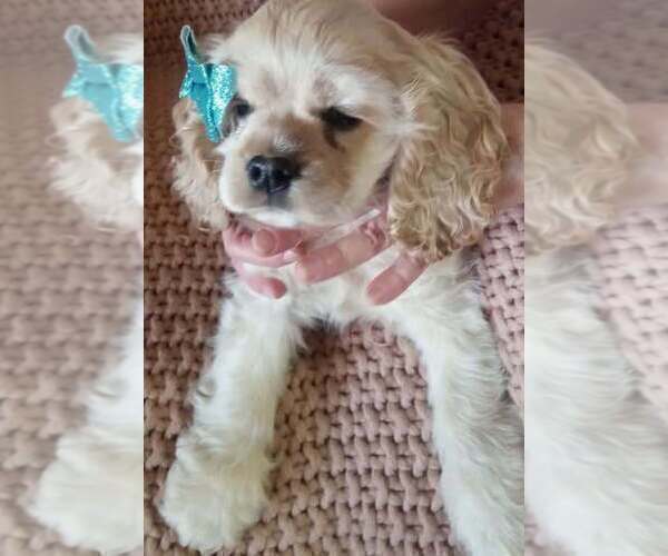 Medium Photo #2 Cocker Spaniel Puppy For Sale in OLA, AR, USA