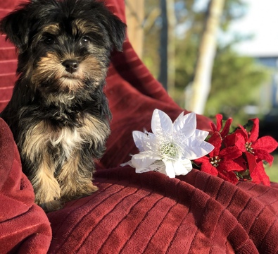 Medium Photo #4 Havashire Puppy For Sale in HOUSTON, TX, USA